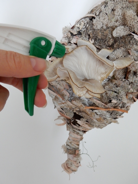 Spray the mushrooms daily with water to keep it hydrated. Spray the mushrooms daily with water to keep it hydrated.