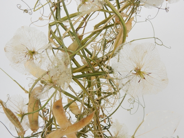 Sweet pea tendrils and seed pods Sweet pea tendrils and seed pods