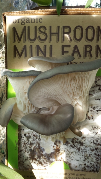 The Pearl Oyster Mushrooms double in size every day. The Pearl Oyster Mushrooms double in size every day.