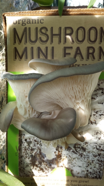 The Pearl Oyster Mushrooms double in size every day.