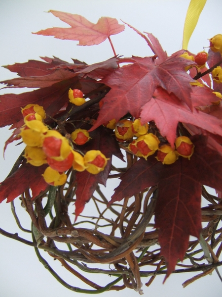 Celastrus scandens berries