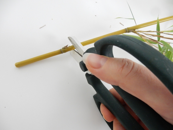 Cut the bamboo right above the node. Cut the bamboo right above the node.