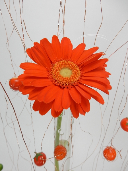 Gerbera Daisy on copper wire Gerbera Daisy on copper wire