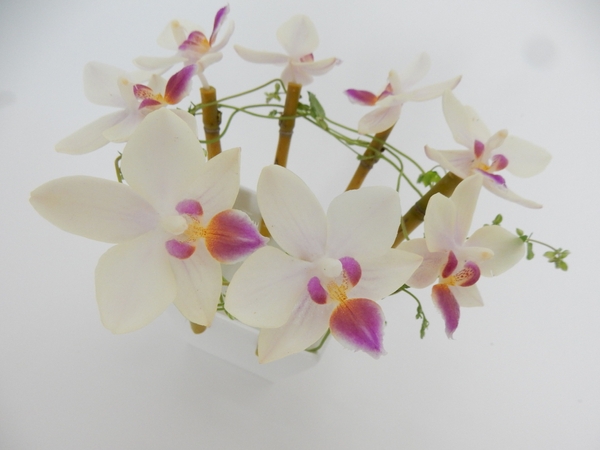 Miniature Moth Orchids