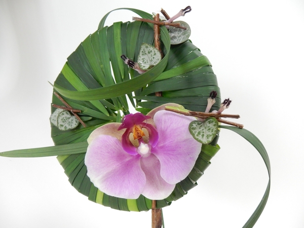 Phalaenopsis and rosary vine Phalaenopsis and rosary vine