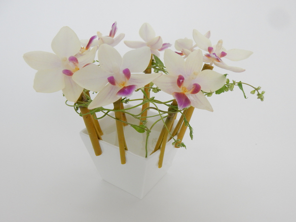 Phalaenopsis orchids and bamboo