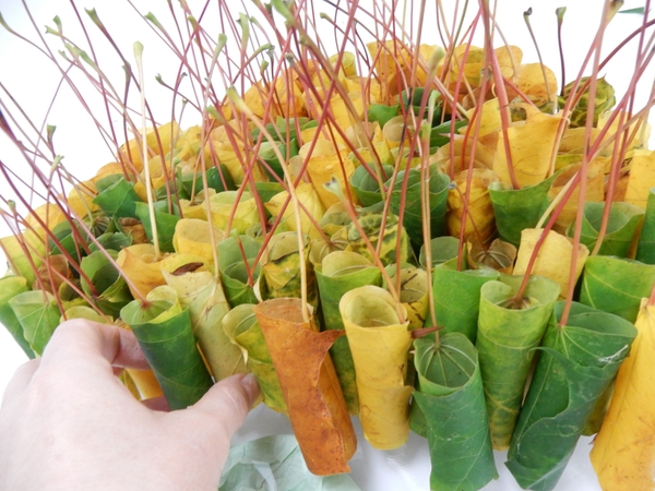 Add the last few leaves to fill the container Add the last few leaves to fill the container