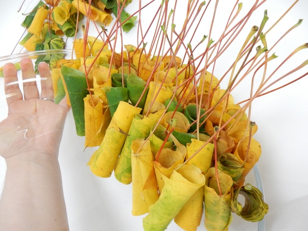 As the container fills up with stacked leaves you can gradually lesson the angle at which it is held As the container fills up with stacked leaves you can gradually lesson the angle at which it is held