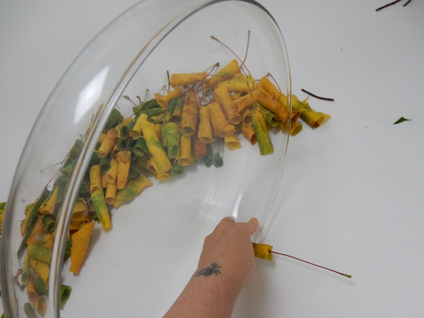 Place the container on its side and let the first leaf rest on the side of the container Place the container on its side and let the first leaf rest on the side of the container