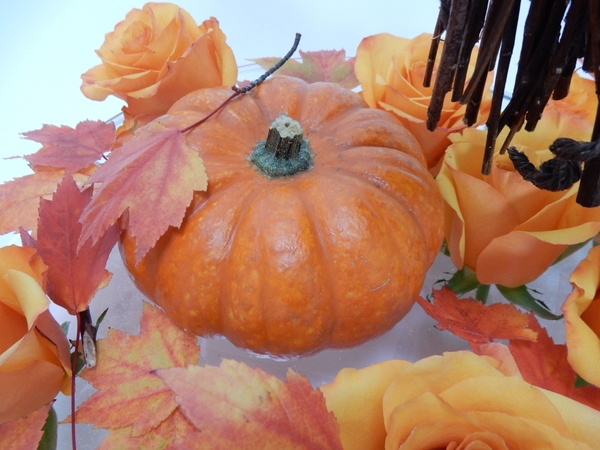 Pumpkin and roses for an autumn design Pumpkin and roses for an autumn design