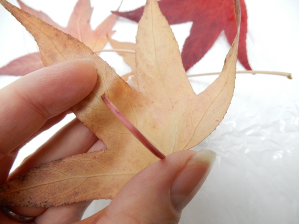 Roll the leaf stem up and slip it through the hole Roll the leaf stem up and slip it through the hole