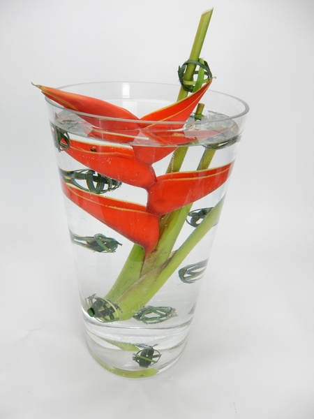 Tropical submersed design Tropical submersed design