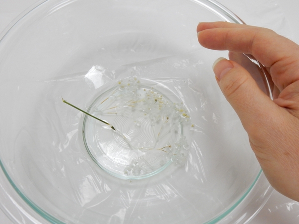 After about 12 hours the Baby's breath will be a beautiful winter white. After about 12 hours the Baby's breath will be a beautiful winter white.