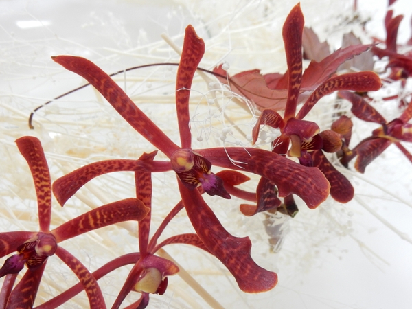 Autumn Aranthera Orchids Autumn Aranthera Orchids