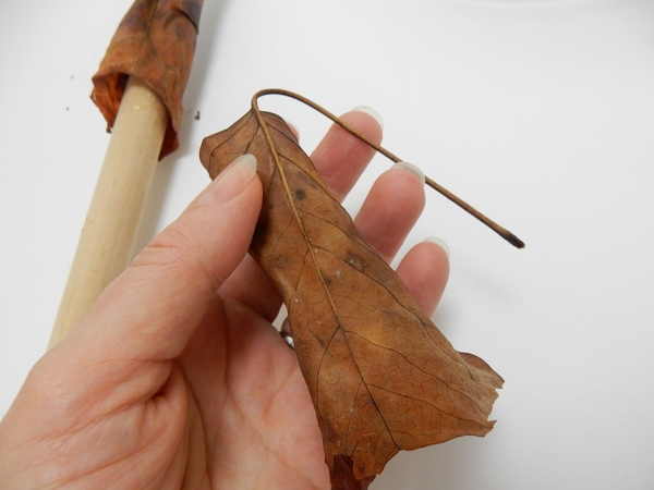 Because the leaf is dried it retains the tube shape and the stem remains curved Because the leaf is dried it retains the tube shape and the stem remains curved