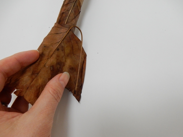 Carefully unwrap the leaf Carefully unwrap the leaf
