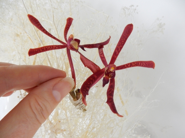 Fill the test tubes with water and add the orchids