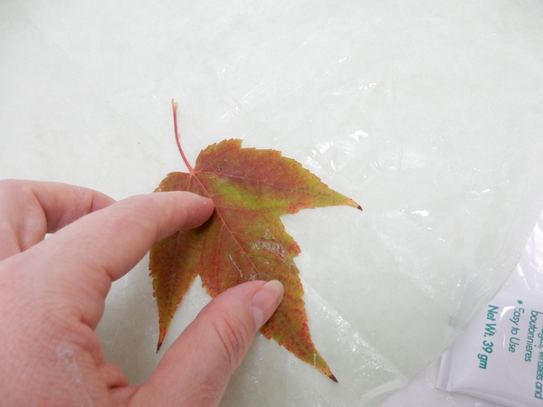 Glue the leaf to the tissue paper Glue the leaf to the tissue paper