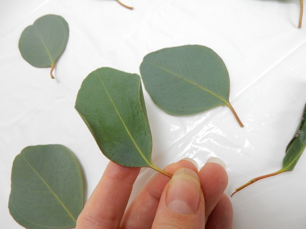 Both sides of the Eucalyptus leaf now curves in Both sides of the Eucalyptus leaf now curves in