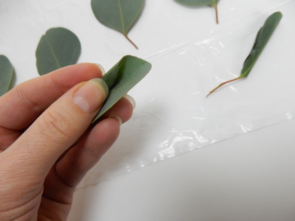 Carefully roll the one side of the leaf Carefully roll the one side of the leaf