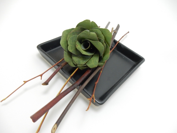 Eucalyptus rose. Eucalyptus rose.