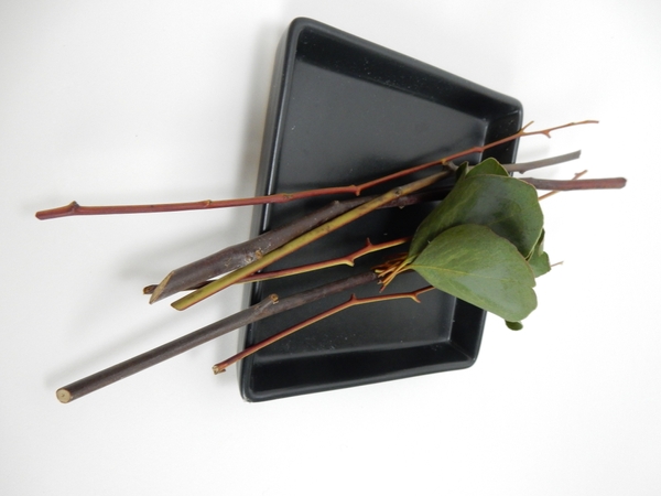 Gather Eucalyptus leaves