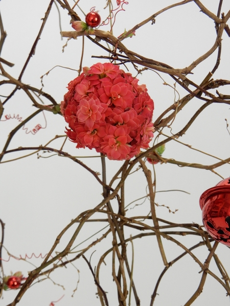 Kalanchoe bauble Kalanchoe bauble