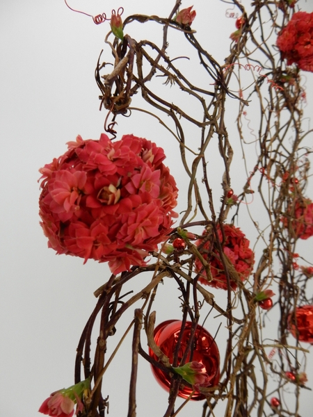 Kalanchoe Christmas ball Kalanchoe Christmas ball