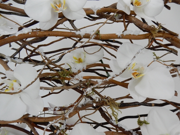 Phalaenopsis orchid wall panel Phalaenopsis orchid wall panel
