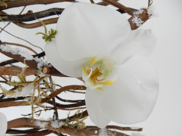 Phalaenopsis orchid Phalaenopsis orchid
