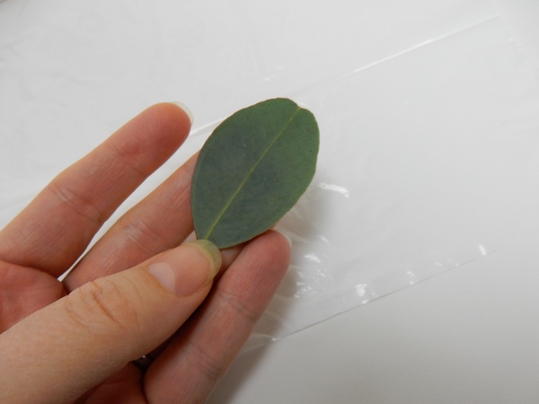 Remove the smooth Eucalyptus leaves from the stem. Remove the smooth Eucalyptus leaves from the stem.