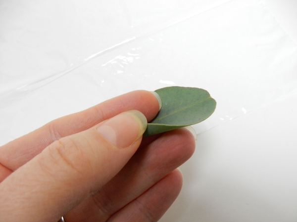 Roll the leaf on the stem side Roll the leaf on the stem side