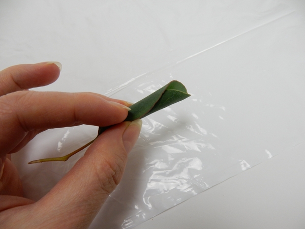 Secure the leaf with a small drop of glue Secure the leaf with a small drop of glue