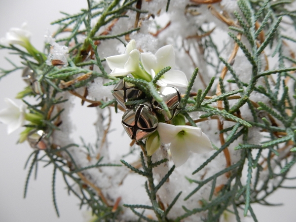 Siver bell and winter greenery Siver bell and winter greenery