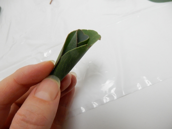 Wrap this leaf around the rolled leaf Wrap this leaf around the rolled leaf