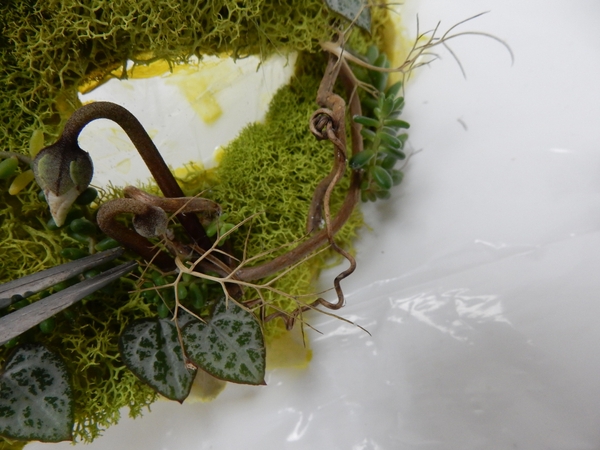 Ceropegia woodii and Cyclamen Ceropegia woodii and Cyclamen