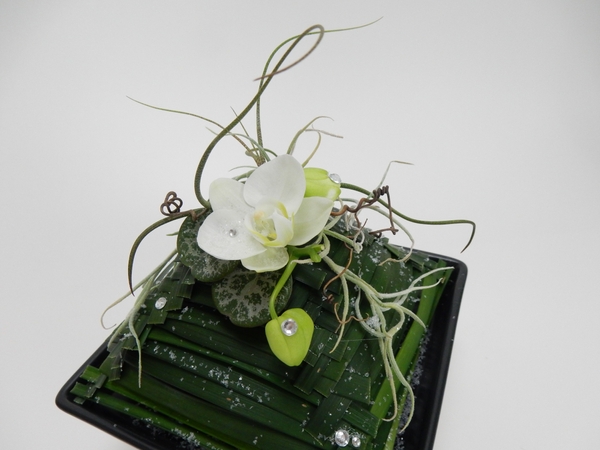 Phalaenopsis orchid, air plants, monkey grass, rosary vine and vine tendrils