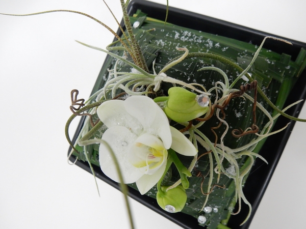 Phalaenopsis orchid, air plants, monkey grass, rosary vine and vine tendrils snow design Phalaenopsis orchid, air plants, monkey grass, rosary vine and vine tendrils snow design