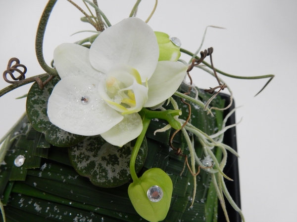 Phalaenopsis orchid Phalaenopsis orchid