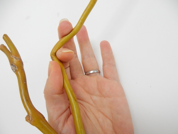 Use your finger to cushion the fresh willow stem as you bend it at an angle Use your finger to cushion the fresh willow stem as you bend it at an angle
