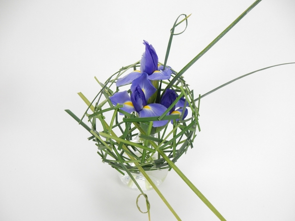 Blue iris Blue iris