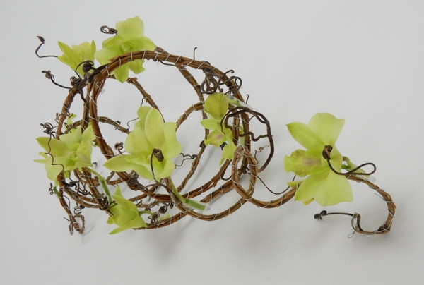 Dendrobium orchid, willow and grape vine tendrils Dendrobium orchid, willow and grape vine tendrils
