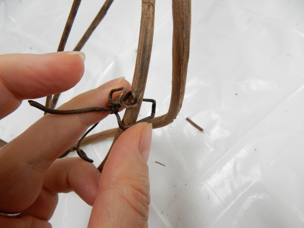 Gently roll open some of the tendrils to catch over stems Gently roll open some of the tendrils to catch over stems