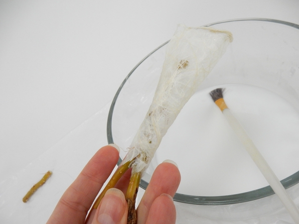 Cut a forked willow twig and slip the tube petal over the stem side Cut a forked willow twig and slip the tube petal over the stem side