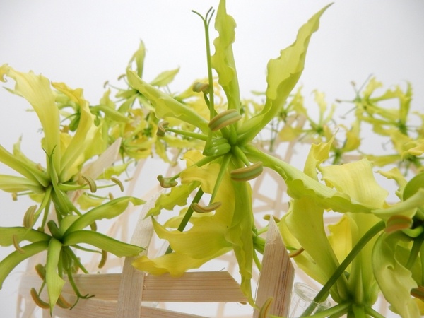 Gloriosa Gloriosa