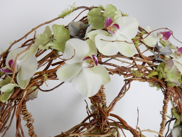 Moth orchids Moth orchids
