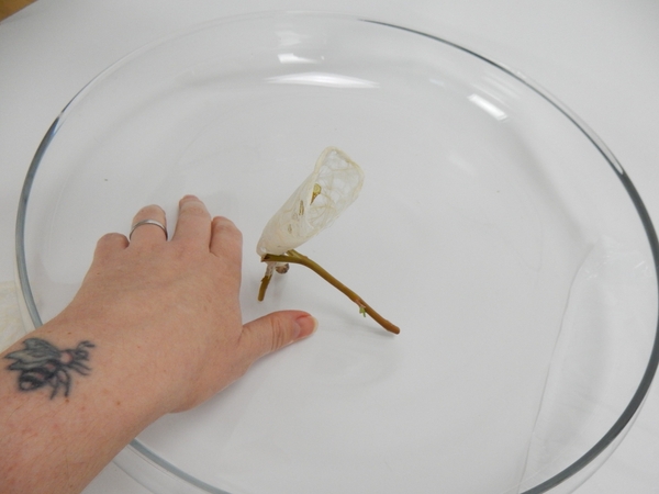 Slip the split end over the forked twig and waski tube. Slip the split end over the forked twig and waski tube.