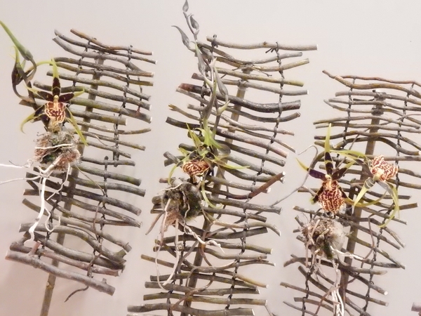 Spider orchids suspended on a twig blind Spider orchids suspended on a twig blind