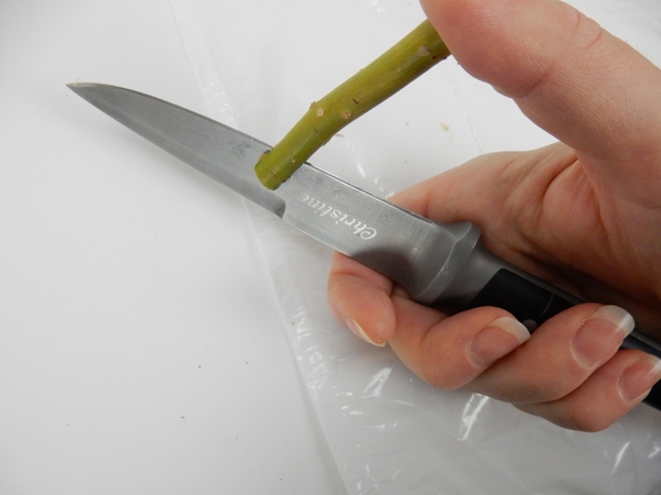 Split a twig with a sharp knife at one end Split a twig with a sharp knife at one end