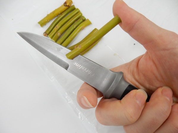 To suspend the rest of the rose you will need to split open a handful of twigs. To suspend the rest of the rose you will need to split open a handful of twigs.